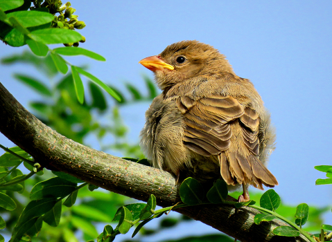 Sparrow