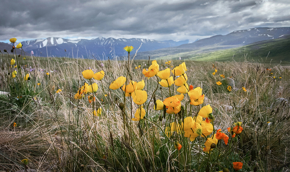 Yellow Mountain Poppies .....
