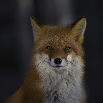 Passport photo