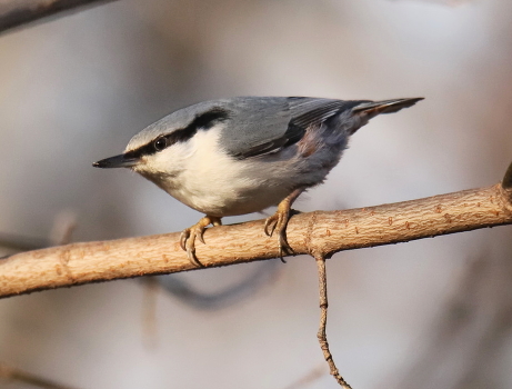 Nuthatch