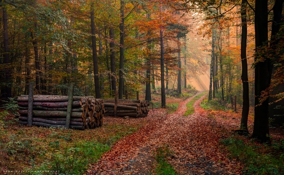 Autumn paths in my forest.