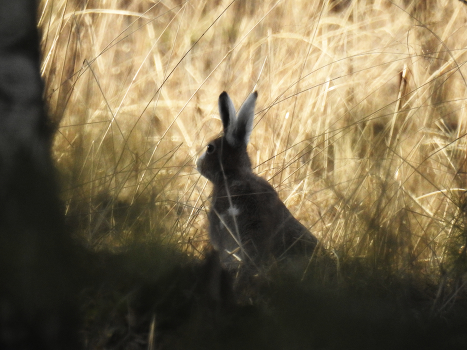 Hare
