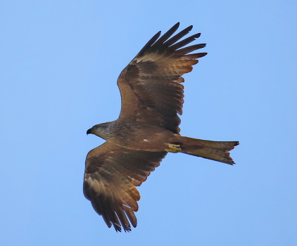 Black Kite