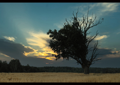 Evening rest