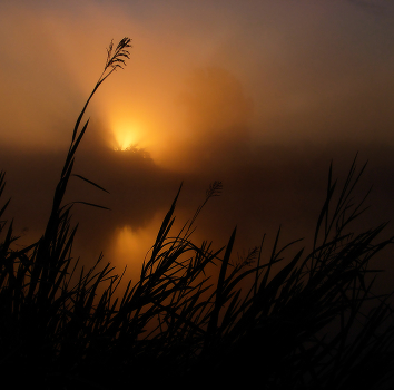 In the tall grass