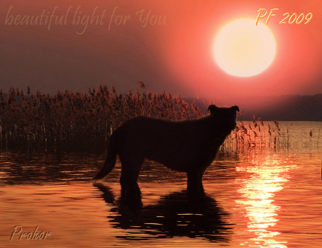 beautiful light for You