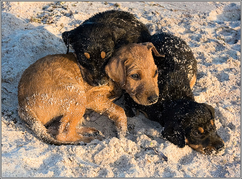 brothers