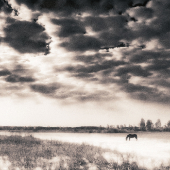 Horse ..