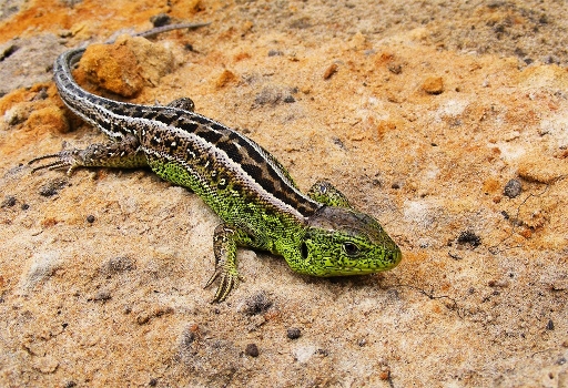 Lizard