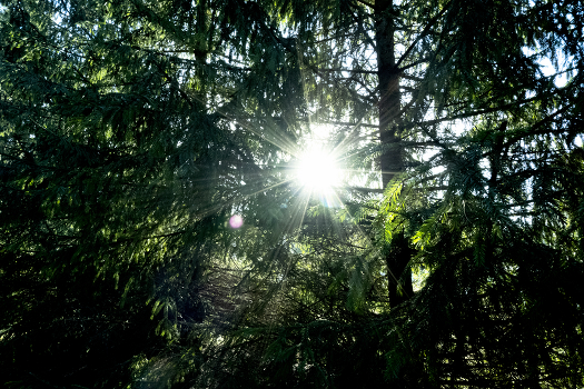 Forest sun