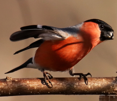 Bullfinch