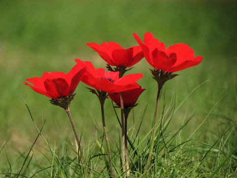 Spring Flowers