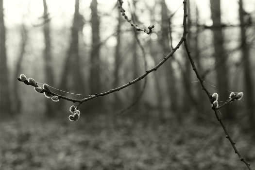 Frühling