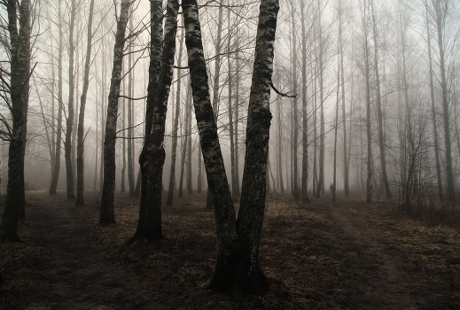 Im Frühjahr Wald