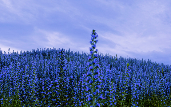 Azure