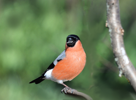 Bullfinch