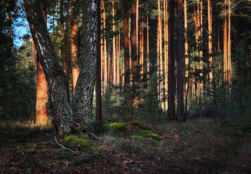 Forestry