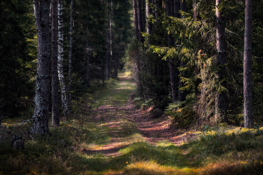 Forest Walk