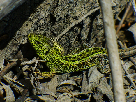 lizard
