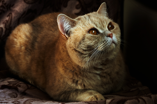 Katze Porträt