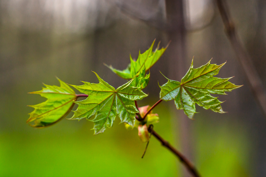 ***