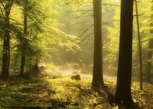 The breath of the forest