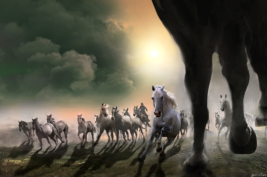 Herd