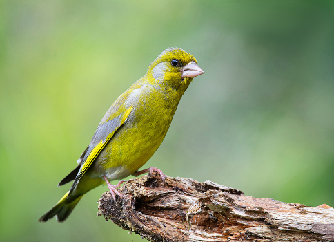Yellow Wagtail