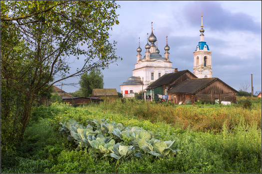 About cabbage