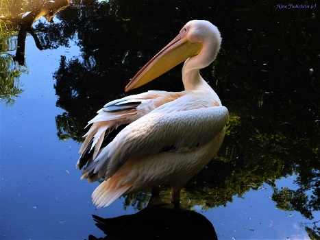 Pelican