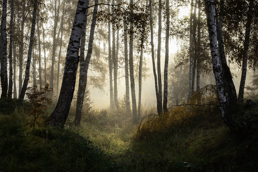 Misty forest