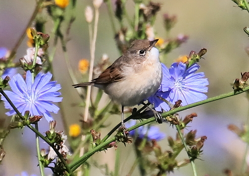 Gray Warbler