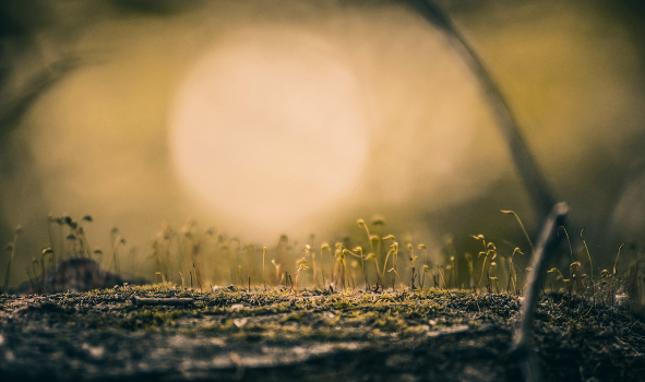 ***MOSS