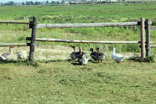 Geese
