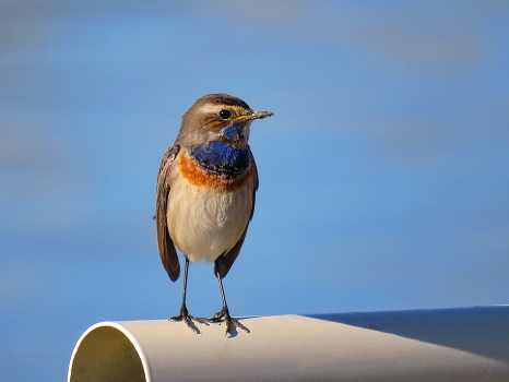 Bluethroat