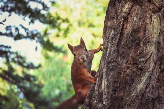 ***