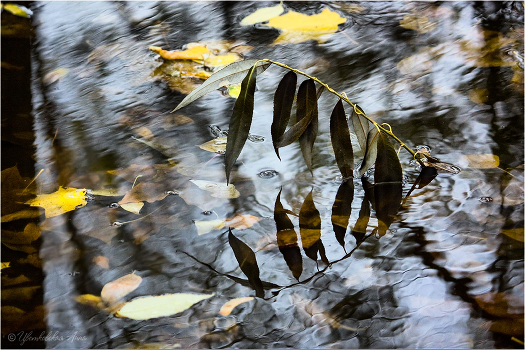 Autumn Sonata
