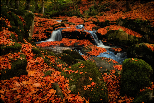 all the colors of autumn