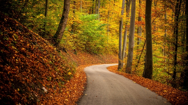 all the colors of autumn