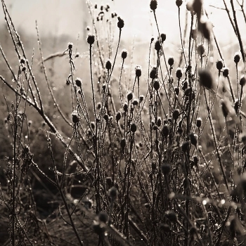The first frost