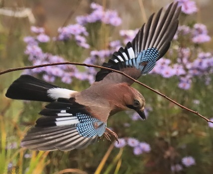 Jay