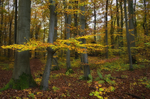 Autumn in the forest
