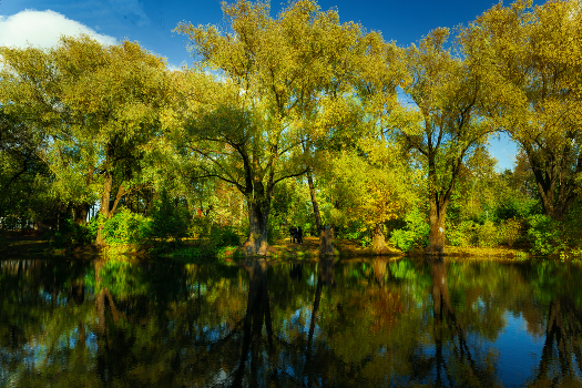 Boldin Autumn