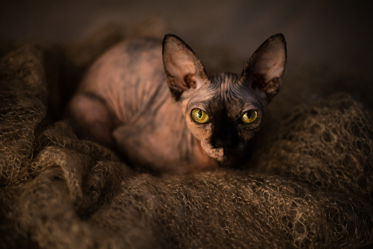 Amber