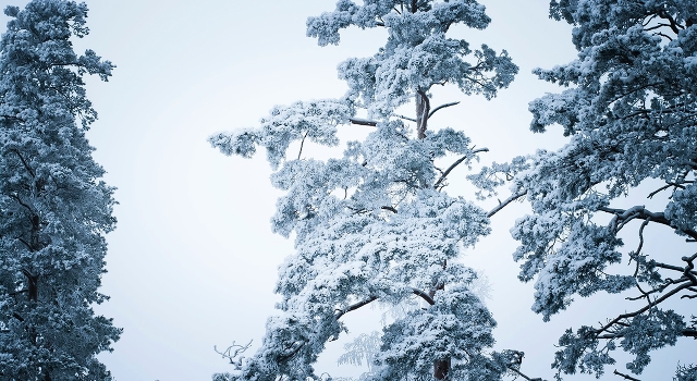 Pines
