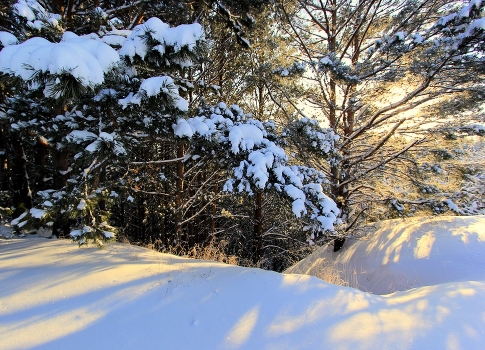 winters in the forest