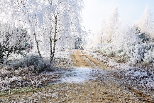 Frost