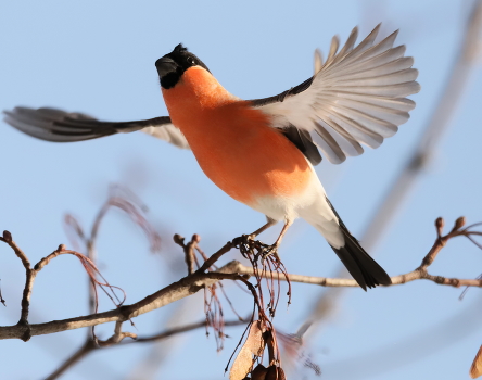 Bullfinch