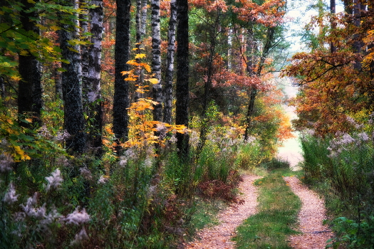 Autumn road