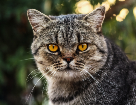 Кот